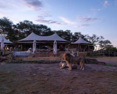 An impressive male and female lion waking up in front of a safari lodge in Hwange National park