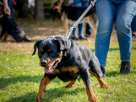 Should I ever punish my dog?