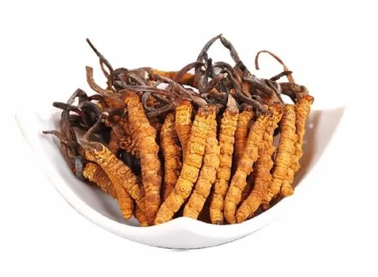 ถั่งเช่า