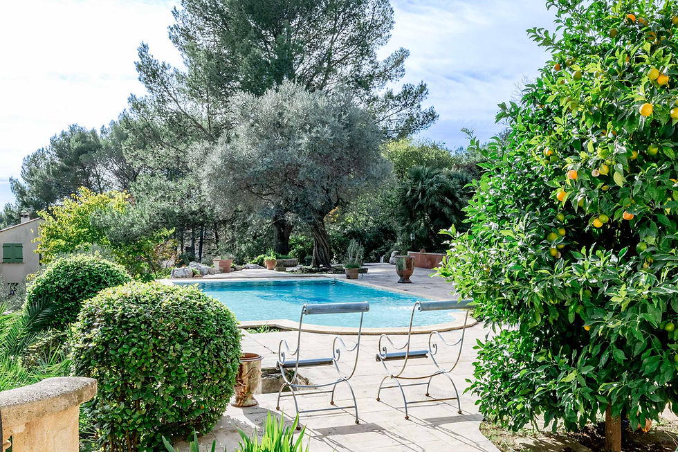 Piscine provençale entourée de verdure avec olivier centenaire et oranger, cadre authentique et méditerranéen.