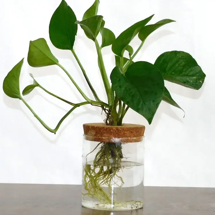 Thumbnail: Vintage Glass Plant Terrarium with Cork Lid