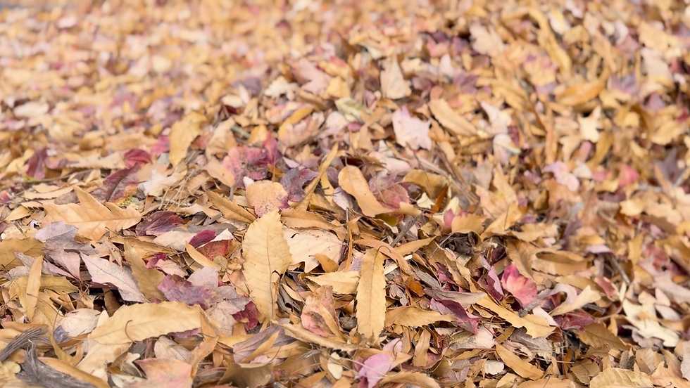 More Than Clean-Up: How Leaf Removal Protects Your Landscape Investment