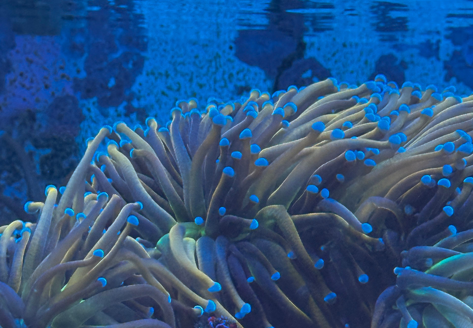 24k Indo Gold Blue tip