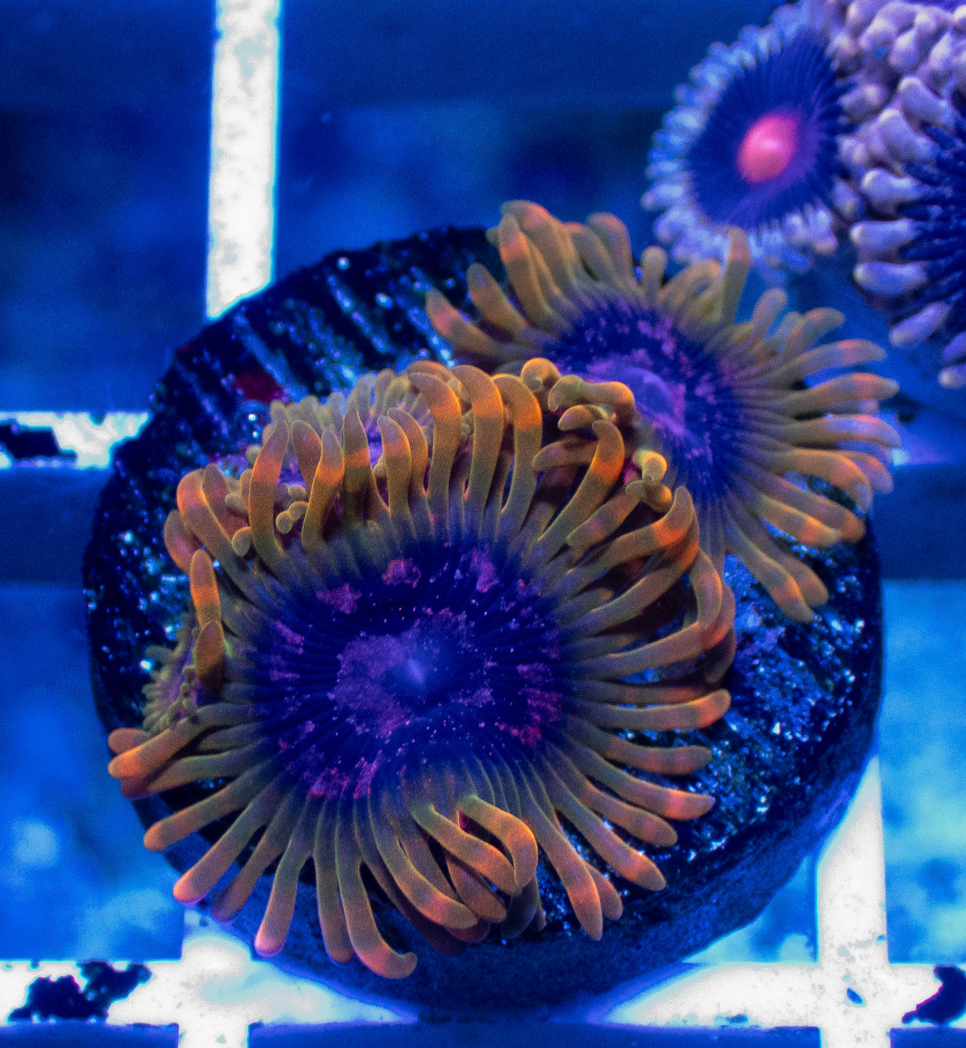 Acid Reflux Zoa