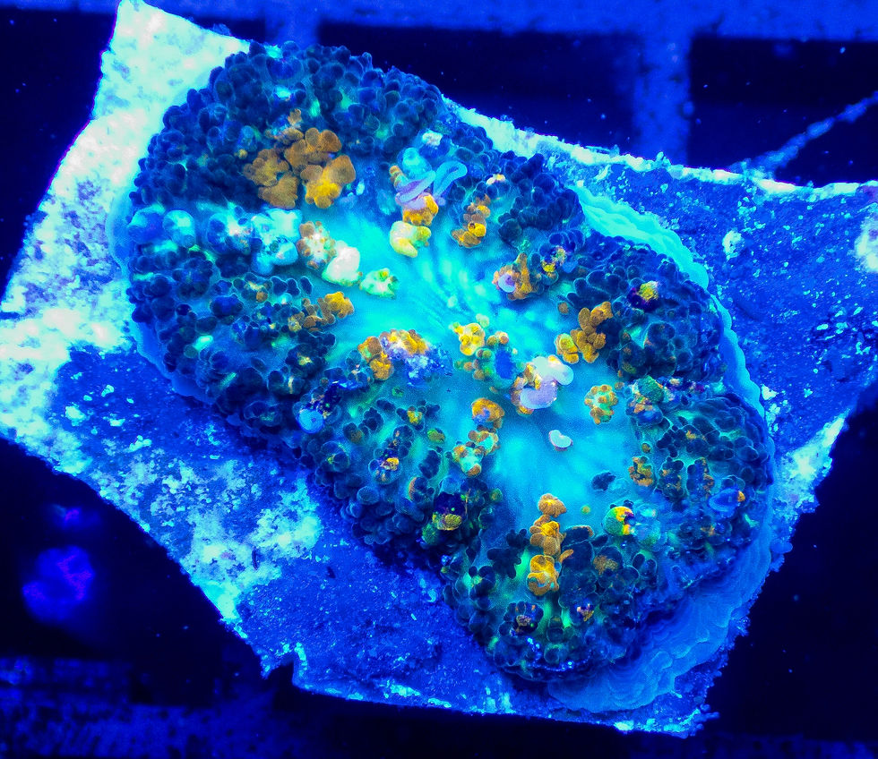 Thumbnail: Powerball Bounce