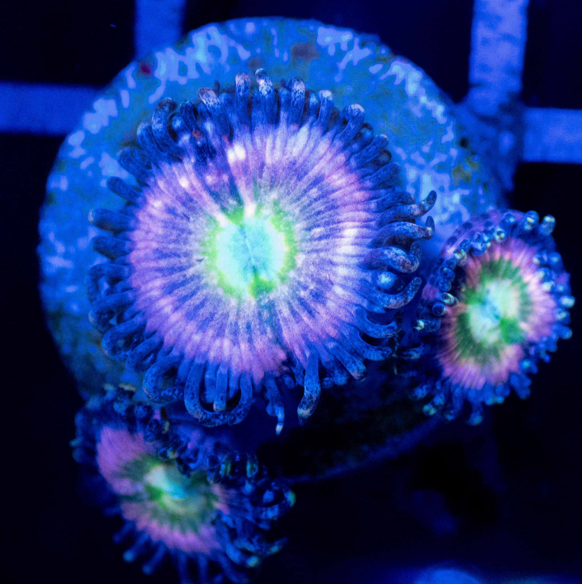 Pixie Dust Zoa