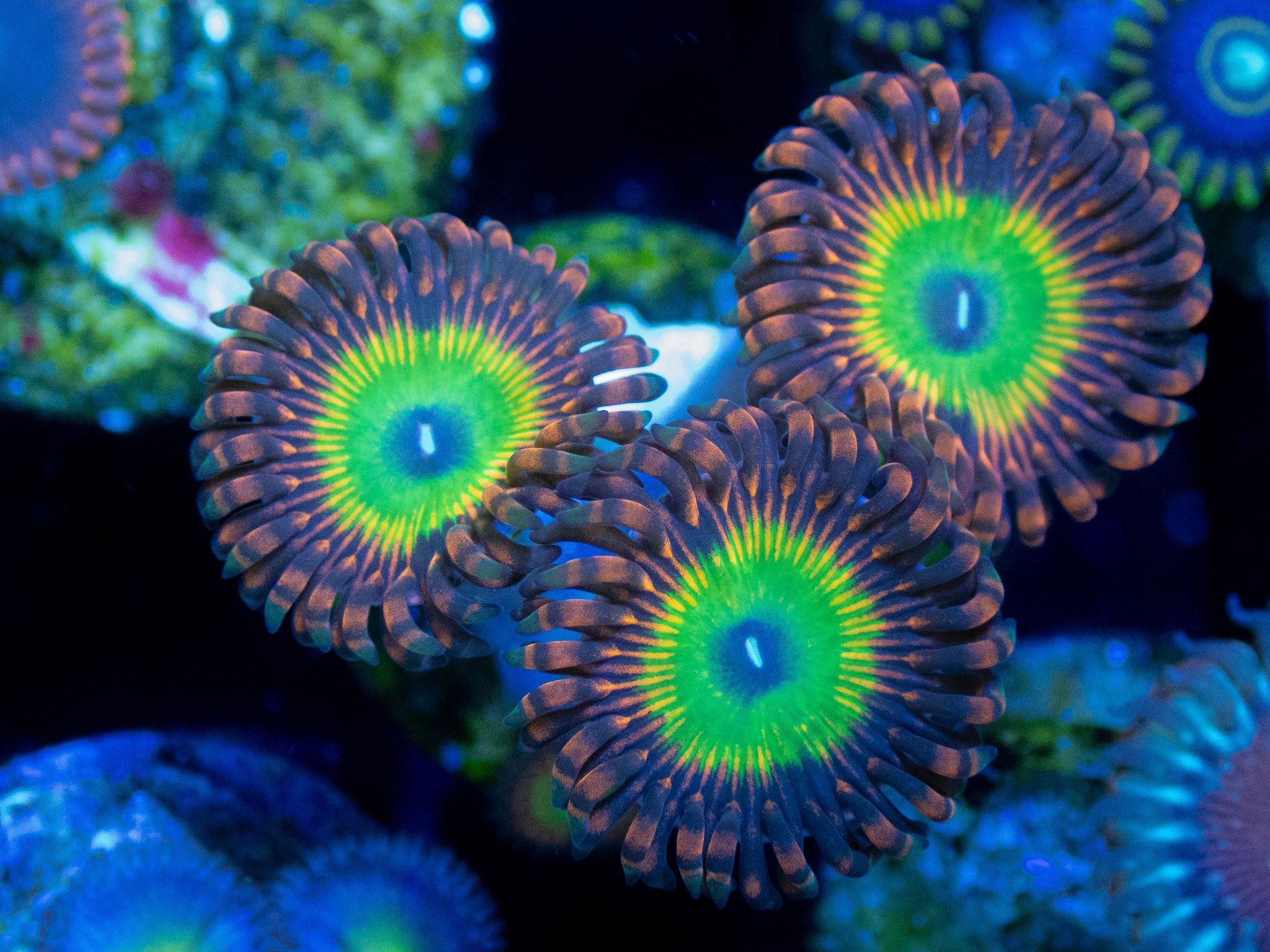 Candy apple red zoa