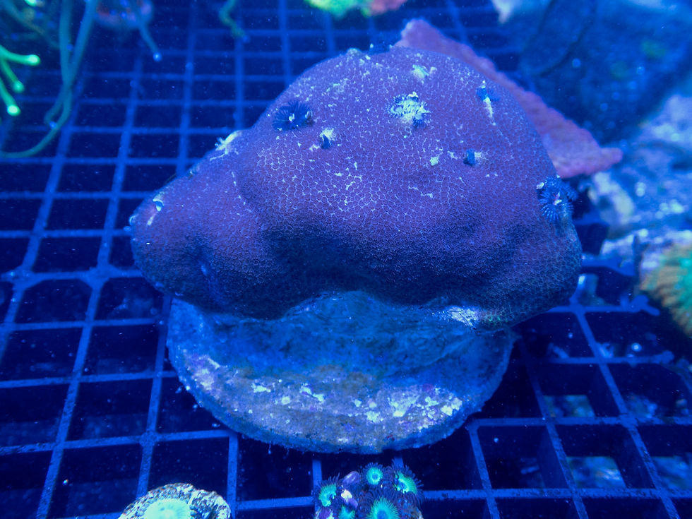Thumbnail: Christmas Tree Worm Rock