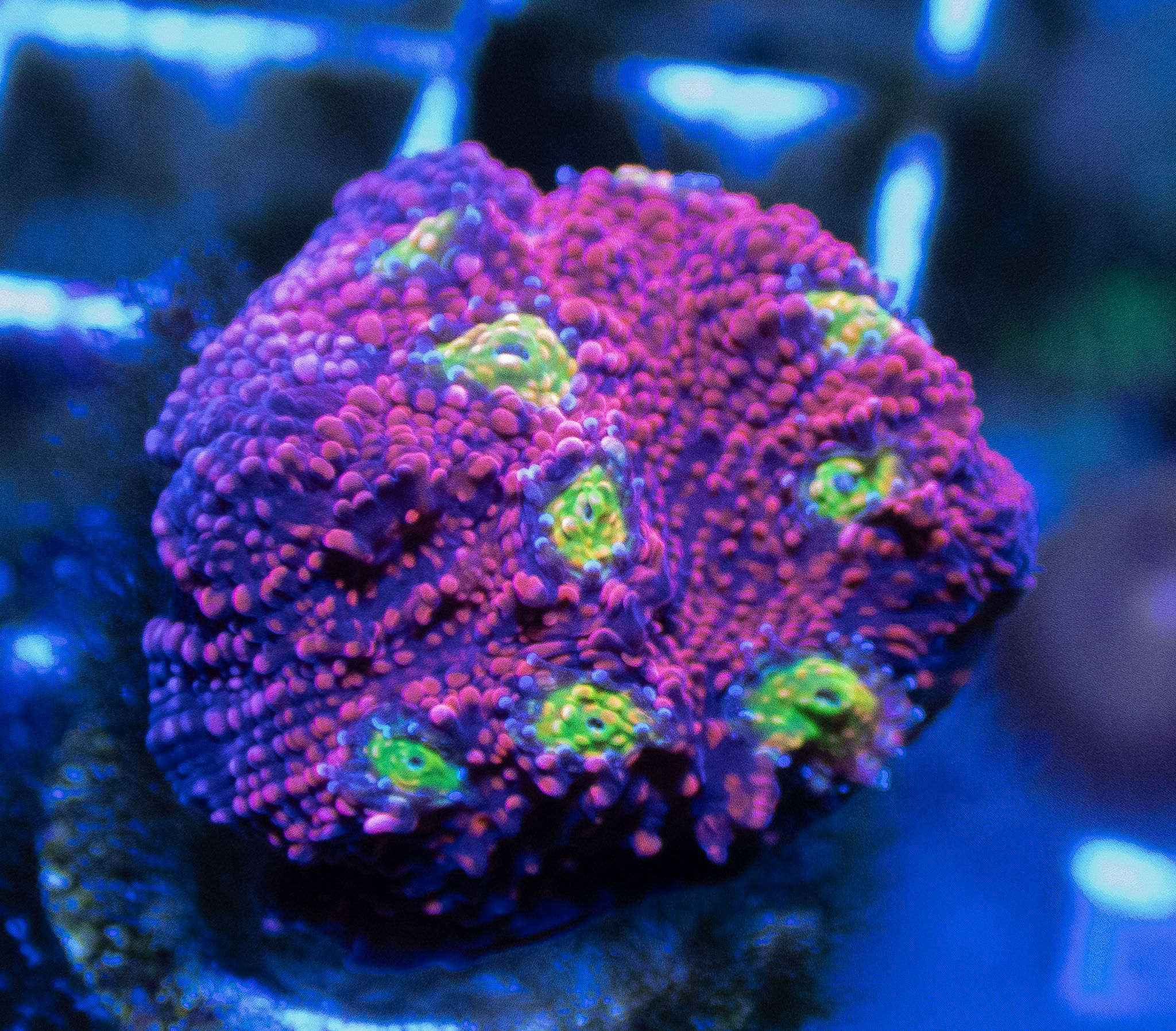 Red Watermelon Chalice