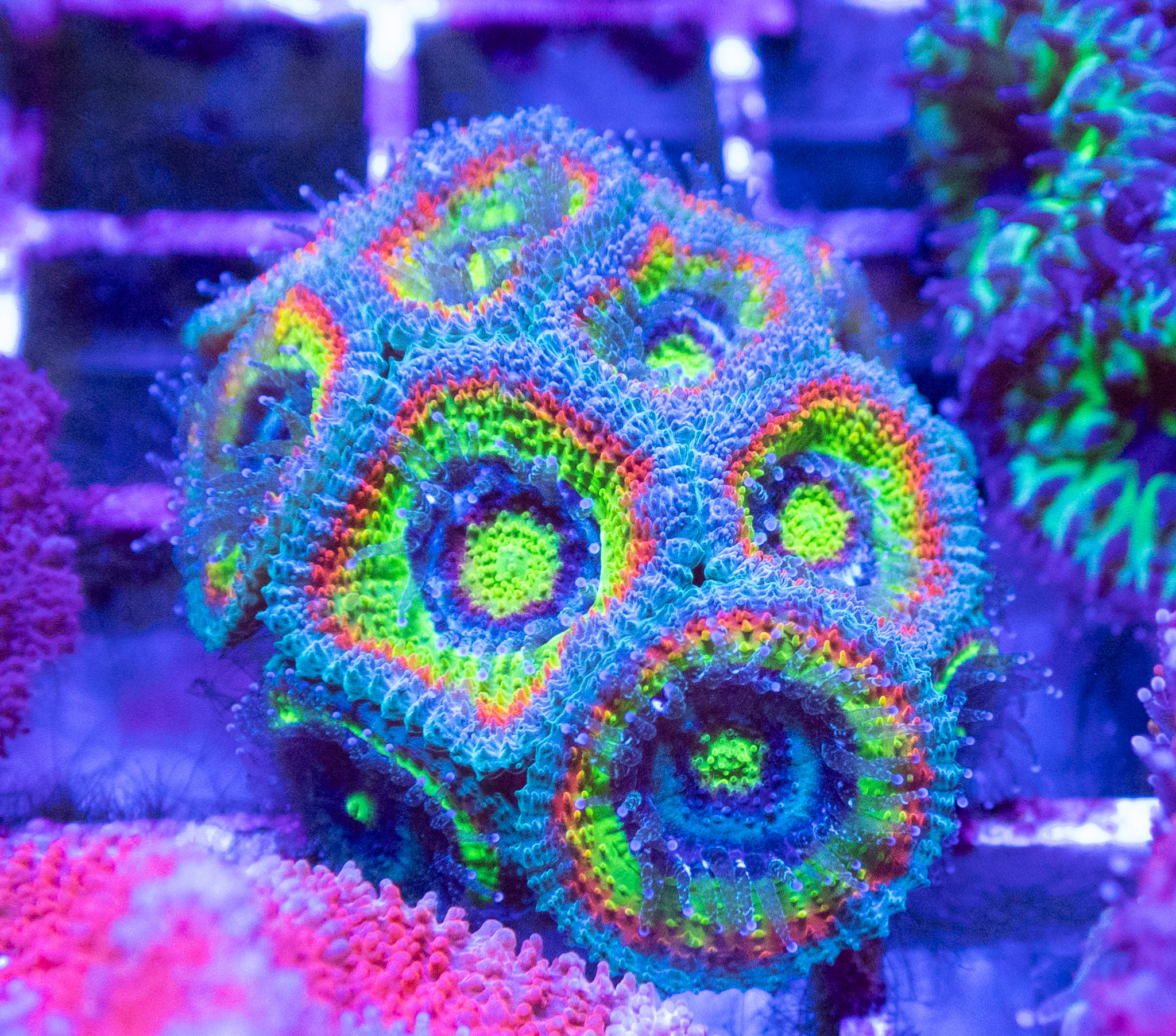 HolyGrail Micromusa