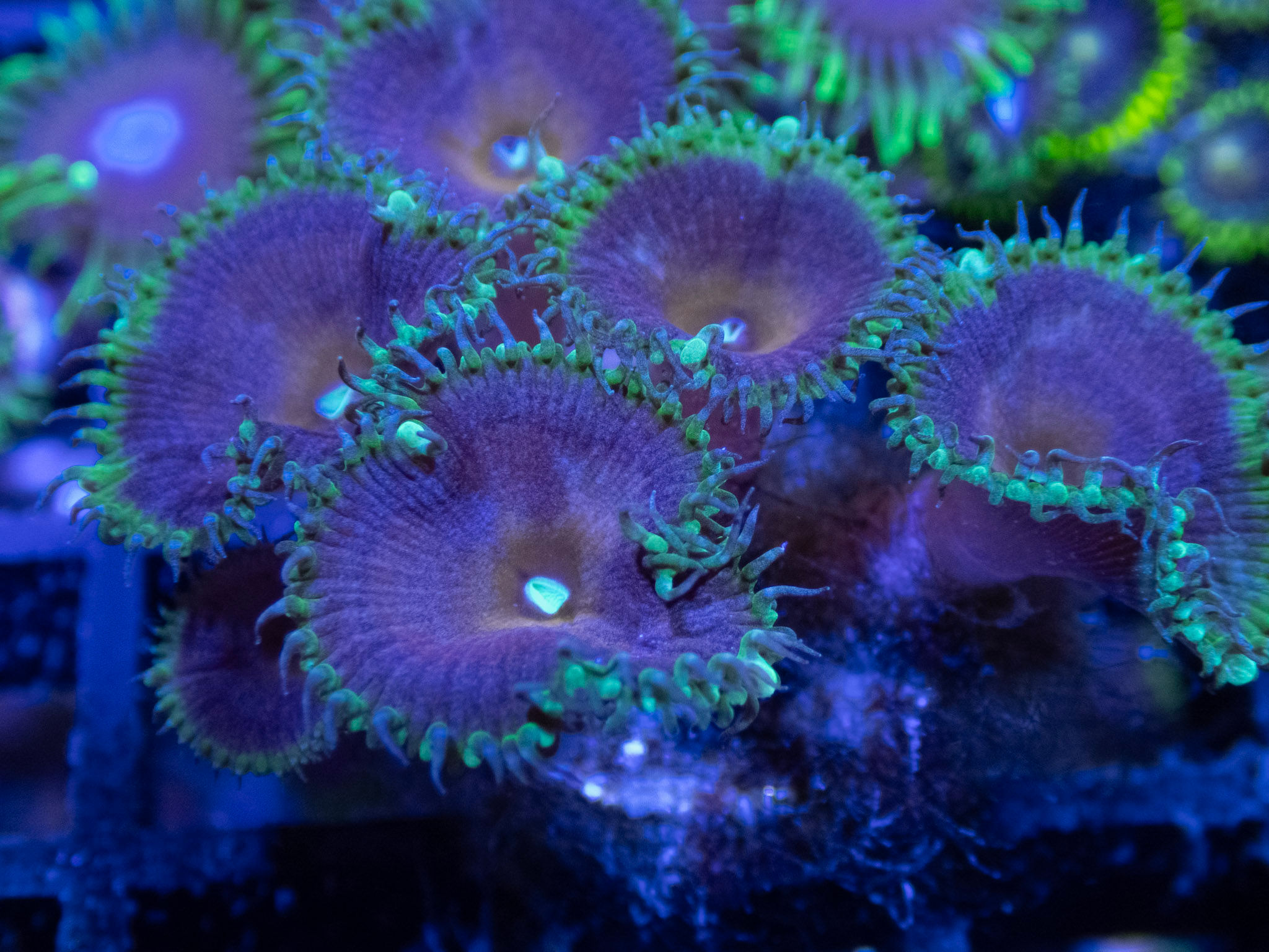 Captain America Paly