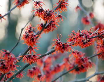 Hamamelis