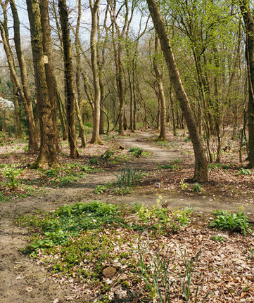 Zicht op het bos