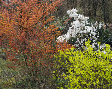 Acer en magnolia