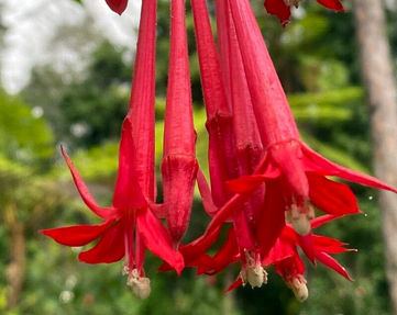 Fuchsia Boliviana