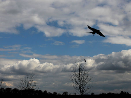 Vtip: Za pár let v EU