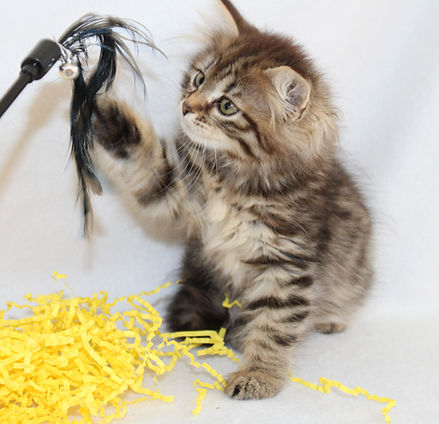 Siberian Kitten playing with a black teaser.  Yellow crinkled paper on the floor.