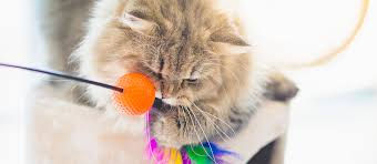 Siberian Playing with a Teaser