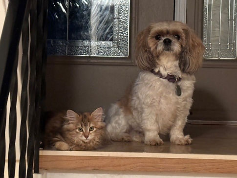 Siberian Kitten and shitz tzu sitting at the top of the stairs