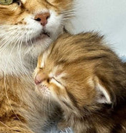Goldie and Kitten - Compressed.jpg