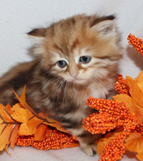 Beautiful Sunshine Mindeelyn Siberian in an Autumn Pose