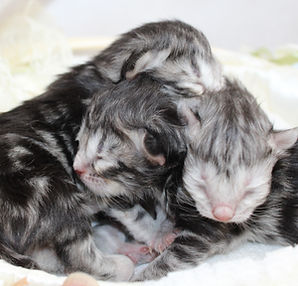 March 14th litter.JPG