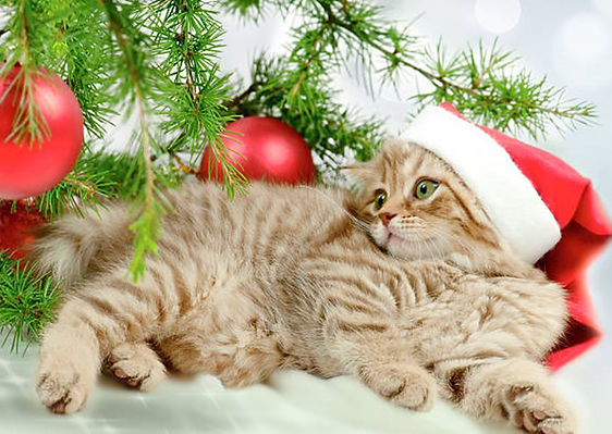 Christmas #1.jpg