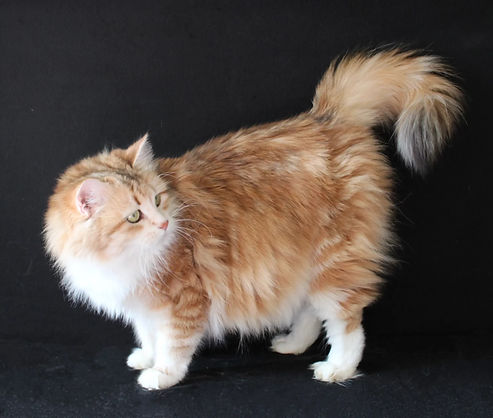 Goldie - beautiful Sunshine and white Siberian cat posing on a black background