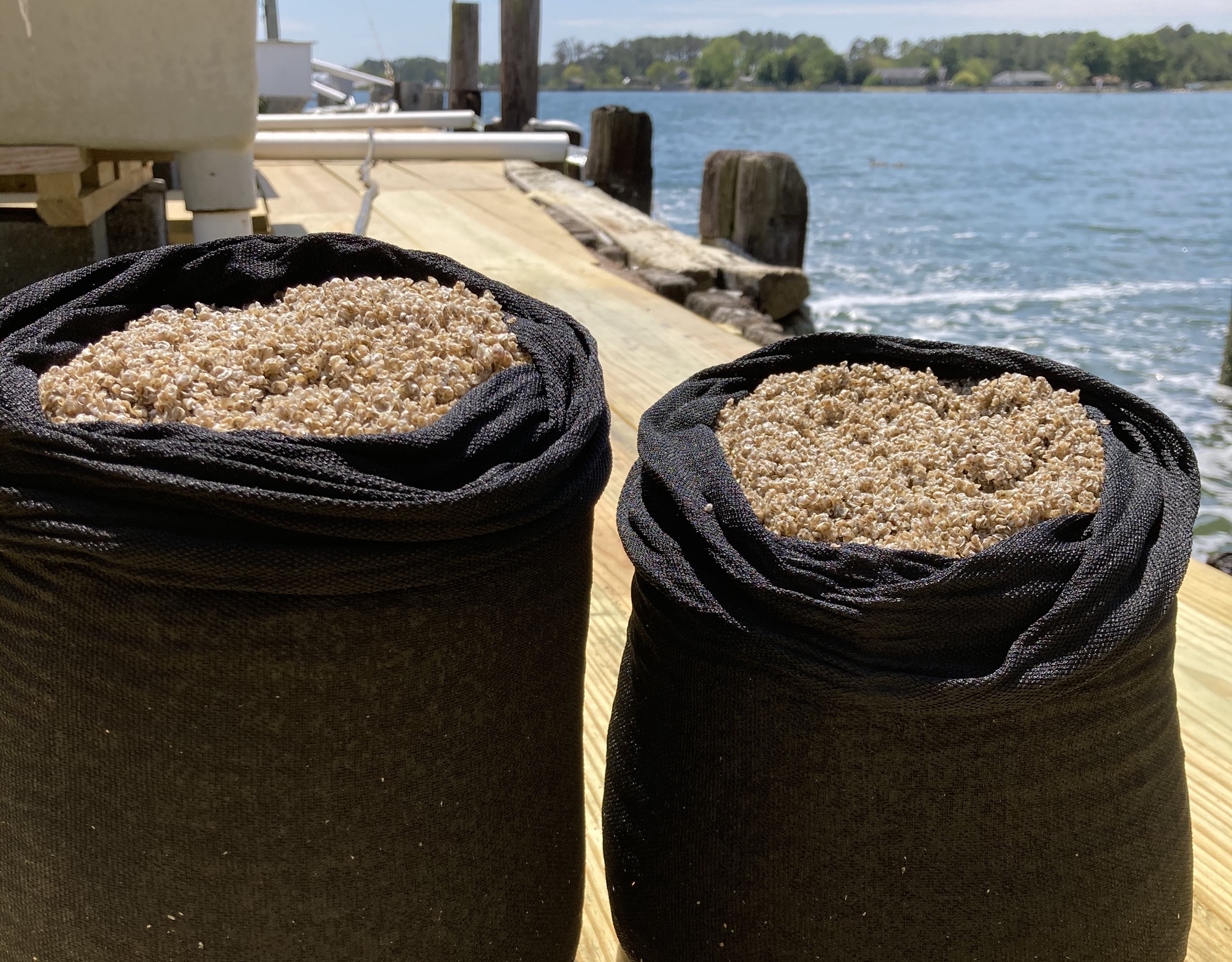 Oyster Seed Oyster Seed Holdings United States