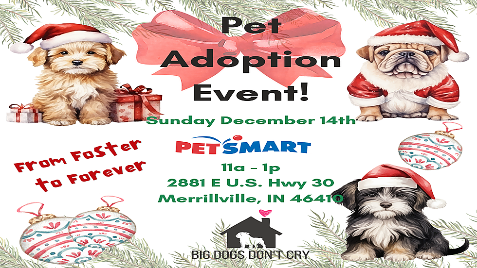 Holiday Pet Adoption Event - From Foster to Forever