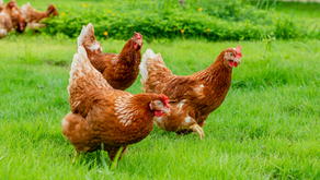 The Unmatched Benefits of Grass-Raised Eggs: Why You Should Make the Switch Today