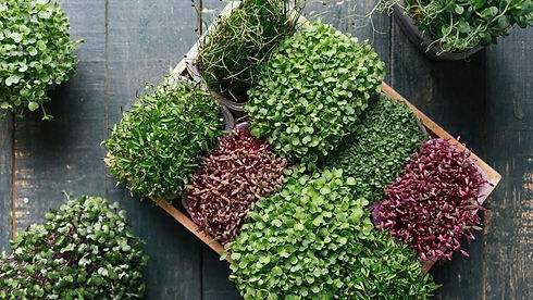 DIY 2 – Header – How to grow and harvest microgreens – Getty Images-2.jpeg