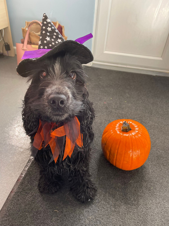 Nyx - October.jpeg