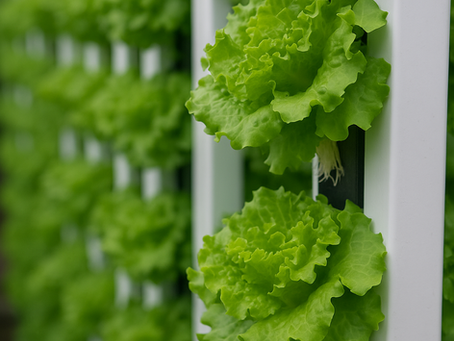 How to Grow Lettuce in Vertical Farms
