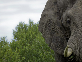 The Real Elephant in the Room: Pensions vs. Suicidal Children