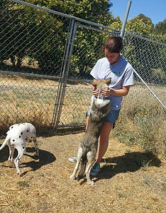 pet boarding, pet kennels, dog boarding, dog kennels, Woodland, solano, vacaville, fairfield, davis, sacramento, napa, rio vista, benecia, concord, pleasant hill, walnut creek