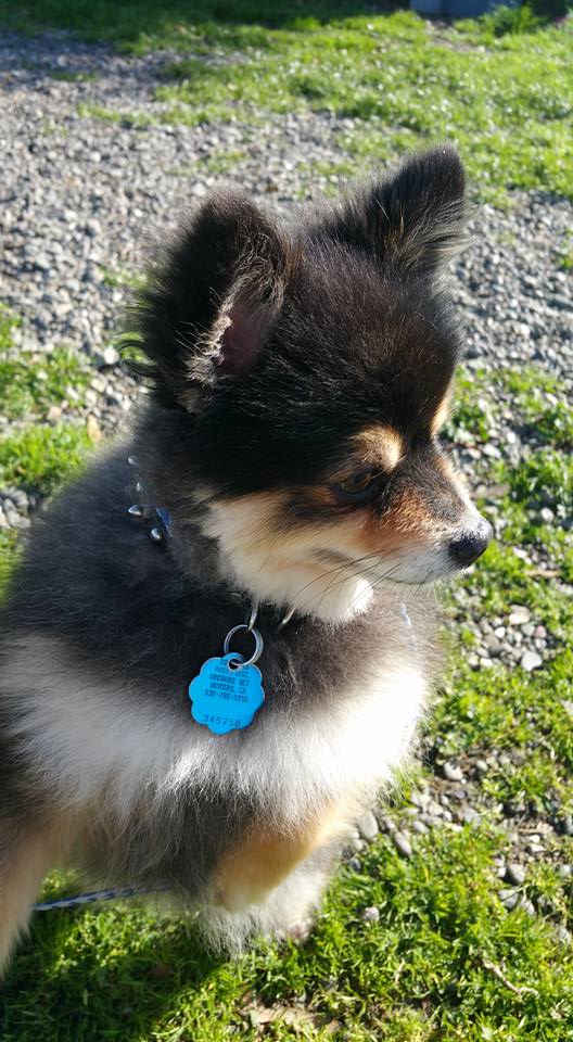 Happy Paws Kennel, Dixon California, Pet Boarding, Home Page