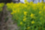 菜の花