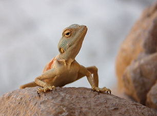 Desert Reptile