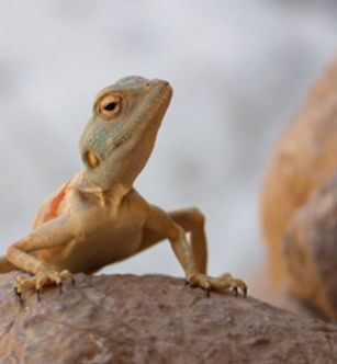 Desert Reptile
