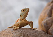 pet, lizard, humidity