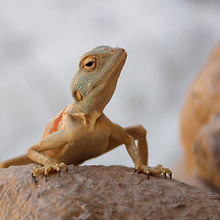 Desert Reptile