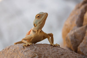 Desert Reptile