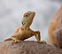 reptile