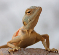 Desert Reptile