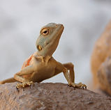 Desert Reptile