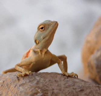 désert Reptile