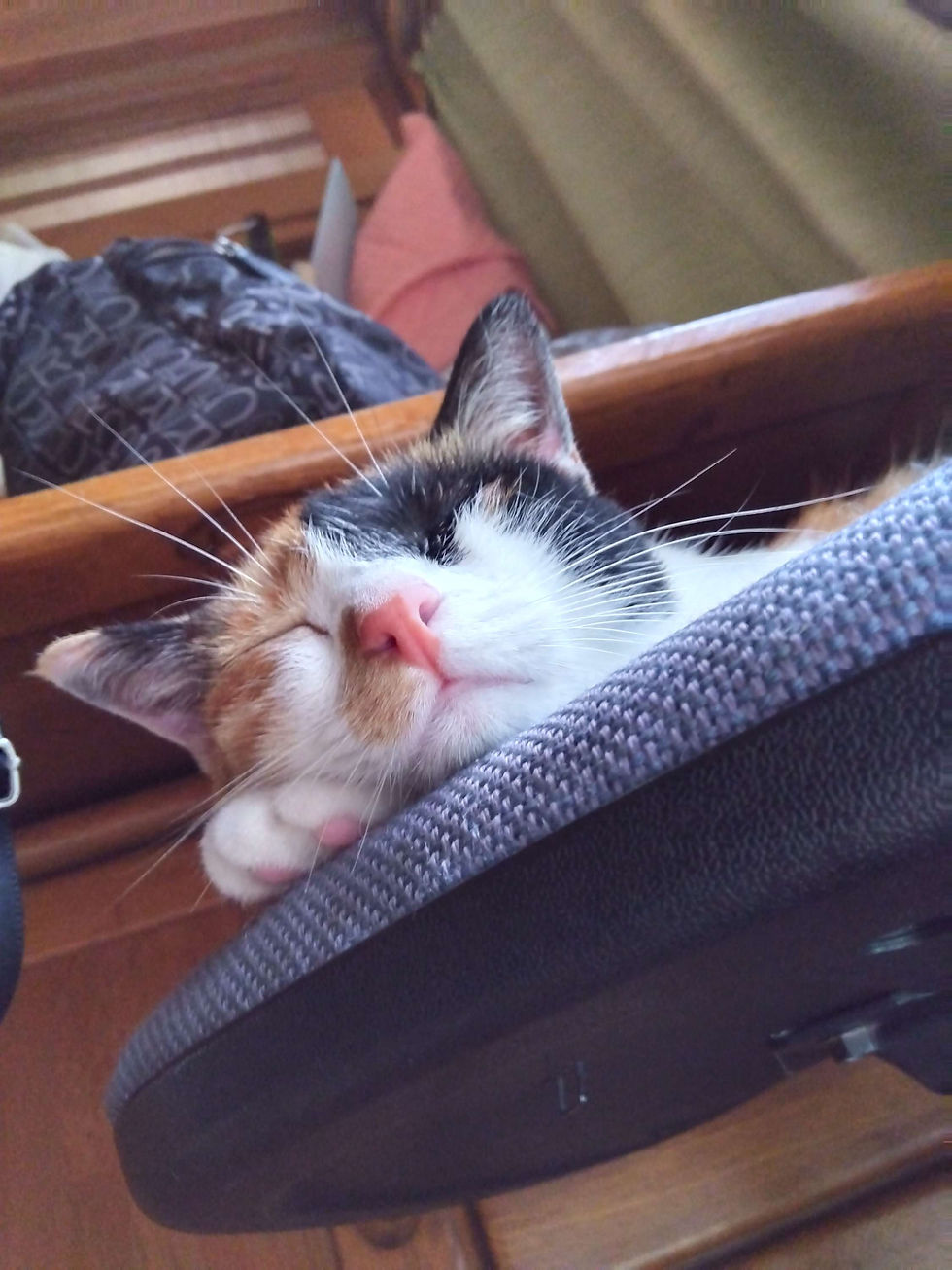 猫マンガ　花編