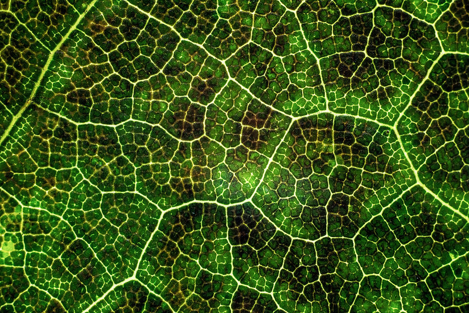 exotic-tree-leaf-with-interesting-texture.jpg
