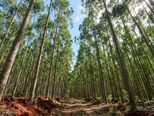 Zona verde de proteção e enquadramento